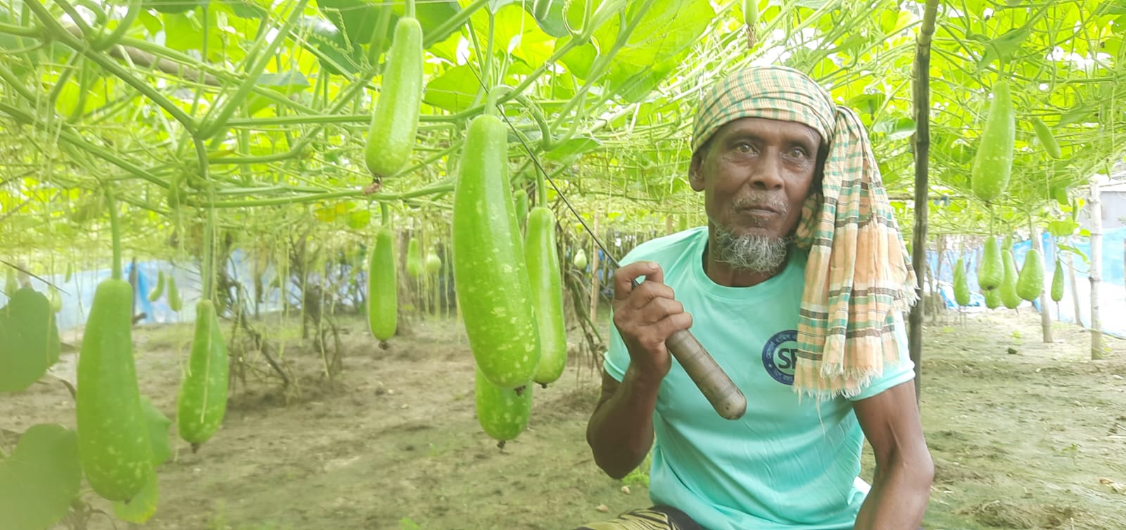 পরিত্যক্ত জায়গায় হাজারী লাউ চাষে সফল সিংড়ার কৃষক ময়দান।