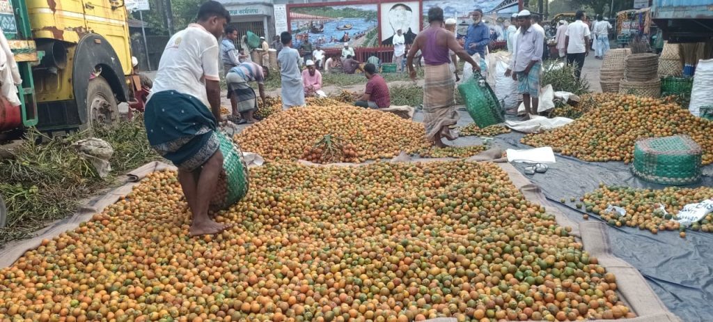 টেকনাফে অতিবৃষ্টির ফলে  সুপারির বাম্পার ফলন কম হতাশ বিক্রেতা ও মালিকরা।